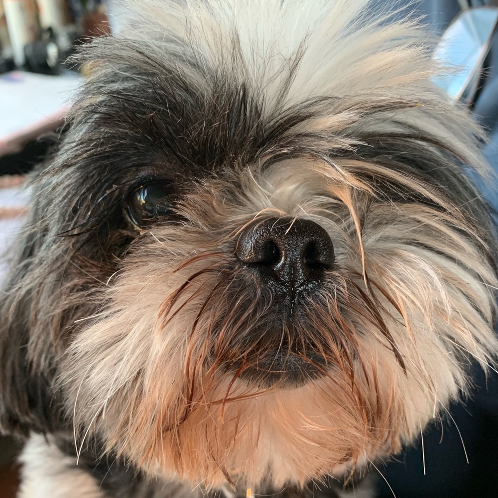 Meet your Posher, Margie & Capt Jack, the Shih Tzu